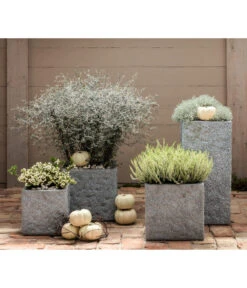 Knospenheide, Verschiedene Sorten -Günstig Gartenbedarf 8811184 7084932 8805913 WE MO 001 Zickzackstrauch Gitterkraut Knospenheide