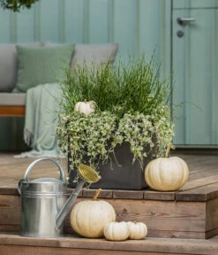 Pflanzen-Duo Herbstregen -Günstig Gartenbedarf 8811820 WE MO 001 DichondraJunkusSilberregenLiebeslockenT12 GC13 2022