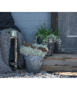 Pflanzen-Duo Herbstregen -Günstig Gartenbedarf 8811820 WE MO 001 SilberregenLiebeslockenJuncusDichondra