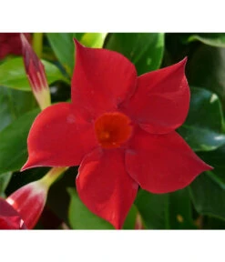 Dipladenie, Im Kasten 5 Dipladenie, Im Kasten -Günstig Gartenbedarf 8811846 WE DE 001 DipladeniaMandevillaRotPixabay