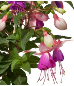 Fuchsie, Stehend, Verschiedene Farben 13 Fuchsie, Stehend, Verschiedene Farben -Günstig Gartenbedarf 8812505 WE DE 001 FuchsieStehendDehnerExpressWunderlich