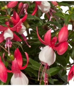 Fuchsie, Stehend, Verschiedene Farben 14 Fuchsie, Stehend, Verschiedene Farben -Günstig Gartenbedarf 8812505 WE DE 002 Fuchsia DehnerExpressWunderlich