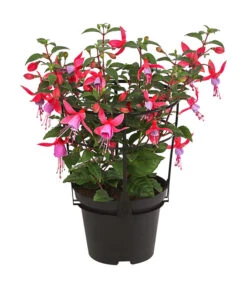 Fuchsie, Stehend, Verschiedene Farben 11 Fuchsie, Stehend, Verschiedene Farben -Günstig Gartenbedarf 8812505 WE FS 001 FuchsiaFuchsiestehendT12