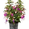 Fuchsie, Stehend, Verschiedene Farben -Günstig Gartenbedarf 8812505 WE FS 001 Fuchsia DehnerExpressWunderlich