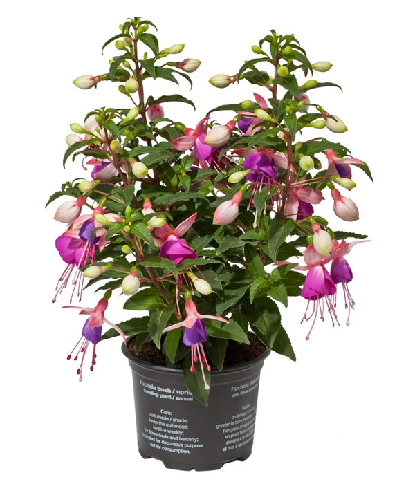 Fuchsie, Stehend, Verschiedene Farben 3 Fuchsie, Stehend, Verschiedene Farben