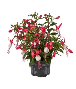 Fuchsie, Stehend, Verschiedene Farben 10 Fuchsie, Stehend, Verschiedene Farben -Günstig Gartenbedarf 8812505 WE FS 002 Fuchsia DehnerExpressWunderlich