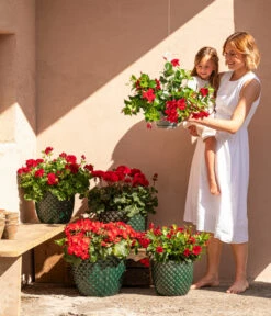 Dehner Keramik-Topf Elite -Günstig Gartenbedarf 8813008 6705461 6705479 6705487 WE MO 001 GeranieRubinHeissesRot 1