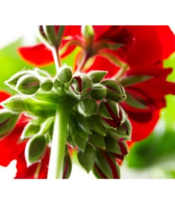 Bodendeckergeranie 'Rubin' -Günstig Gartenbedarf 8813008 PR DE 004 GeranieRubinCalliopeXXLDarkRedSyngenta