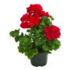 Bodendeckergeranie 'Rubin' -Günstig Gartenbedarf 8813008 WE FS 001 GeranieRubin