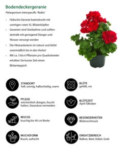 Bodendeckergeranie 'Rubin' -Günstig Gartenbedarf 8813008 WE IG 001 Bodendeckergeranie