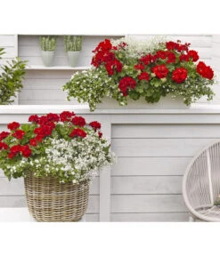 Bodendeckergeranie 'Rubin' -Günstig Gartenbedarf 8813008 WE MO 002 GeranieRubinEuphorbiaDiamondfrostRenner