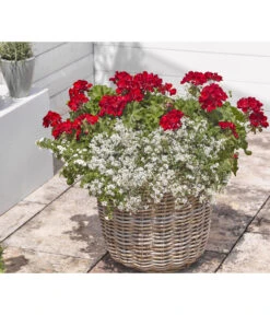 Bodendeckergeranie 'Rubin' -Günstig Gartenbedarf 8813008 WE MO 004 GeranieRubinEuphorbiaDiamondfrostRenner