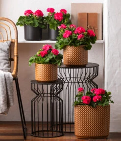 Dehner Keramik-Jardiniere Thies, Oval, Gelb, Ca. B26/H25/T12 Cm -Günstig Gartenbedarf 8813347 6895643 WE MO 001 GeranieRosenmaedchen