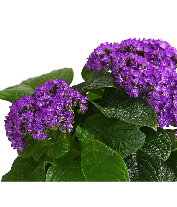 Vanilleblume 4 Vanilleblume - Image 2