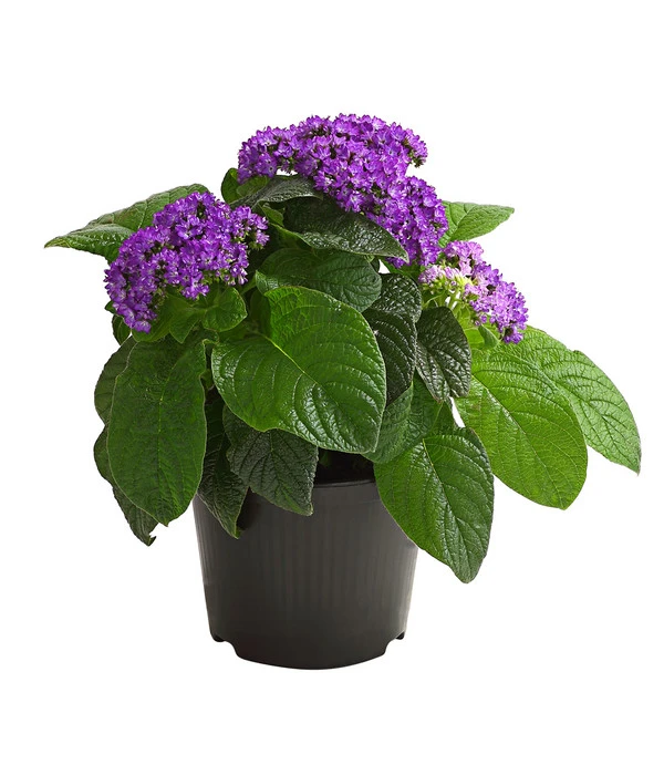 Vanilleblume 3 Vanilleblume