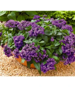 Vanilleblume 9 Vanilleblume -Günstig Gartenbedarf 8814279 BildFS 001 SonnenwendeVanilleblumeHeliotropiumArborescens