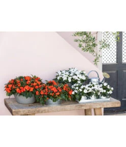 Zink Kräutertöpfchen Mit Untersetzer 8 Zink Kräutertöpfchen Mit Untersetzer -Günstig Gartenbedarf 8814634 WE MO 001 ImpatiensT12