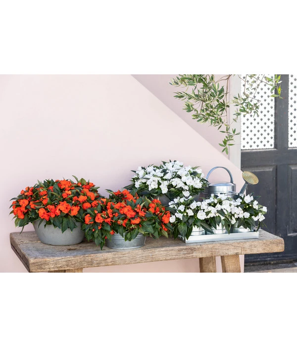 Zink Kräutertöpfchen Mit Untersetzer 5 Zink Kräutertöpfchen Mit Untersetzer - Image 3