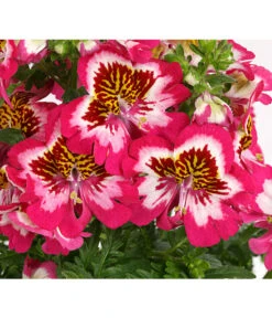 Bauernorchidee -Günstig Gartenbedarf 8815367 PR DE 001 SchizanthusT12DehnerExpressHerzig