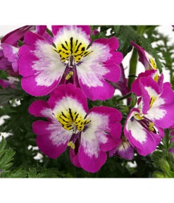 Bauernorchidee -Günstig Gartenbedarf 8815367 PR DE 002 SchizanthusT12DehnerExpressHerzig