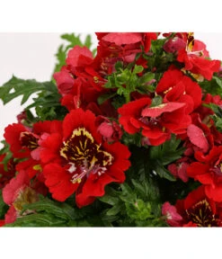 Bauernorchidee -Günstig Gartenbedarf 8815367 PR DE 003 SchizanthusT12DehnerExpressHerzig