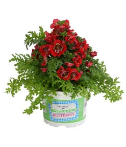 Bauernorchidee -Günstig Gartenbedarf 8815367 PR FS 003 SchizanthusT12DehnerExpressHerzig