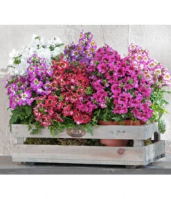 Bauernorchidee -Günstig Gartenbedarf 8815367 PR MO 002 SchizanthusT12BL18NEUUveSauer