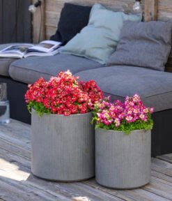 Bauernorchidee -Günstig Gartenbedarf 8815367 WE MO 001 Bauernorchidee