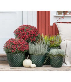 Dehner Keramik-Topf Elite -Günstig Gartenbedarf 8815763 WE MO 001 KnospenheideCallunaFluffyT11