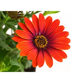 Kapkörbchen 'Purple Sun' -Günstig Gartenbedarf 8817389 PR DE 001 OsteospermumPurpleSunT12DehnerExpressHerzig