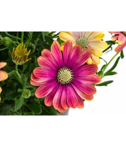 Kapkörbchen Im Pottburri®-Topf, Verschiedene Sorten -Günstig Gartenbedarf 8820763 WE DE 001 KapkoerbchenMixT13