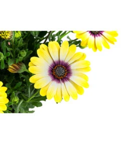 Kapkörbchen Im Pottburri®-Topf, Verschiedene Sorten -Günstig Gartenbedarf 8820763 WE DE 002 KapkoerbchenMixT13