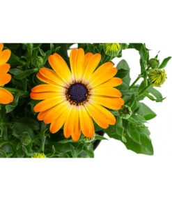 Kapkörbchen Im Pottburri®-Topf, Verschiedene Sorten -Günstig Gartenbedarf 8820763 WE DE 003 KapkoerbchenMixT13