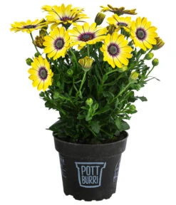 Kapkörbchen Im Pottburri®-Topf, Verschiedene Sorten -Günstig Gartenbedarf 8820763 WE FS 002 KapkoerbchenMixT13