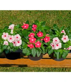 Catharanthe, Verschiedene Sorten -Günstig Gartenbedarf 8821837 BildFS 001 RosafarbenesZimmerimmergruenCatharanthusT12