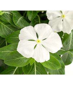 Catharanthe, Verschiedene Sorten -Günstig Gartenbedarf 8821837 PR DE 001 CatharanthusT12DehnerExpressHerzig