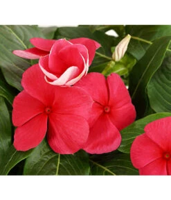 Catharanthe, Verschiedene Sorten -Günstig Gartenbedarf 8821837 PR DE 002 CatharanthusT12DehnerExpressHerzig