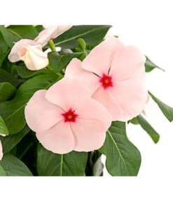 Catharanthe, Verschiedene Sorten -Günstig Gartenbedarf 8821837 PR DE 003 CatharanthusT12DehnerExpressHerzig