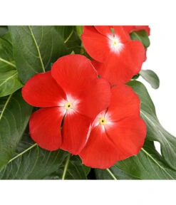 Catharanthe, Verschiedene Sorten -Günstig Gartenbedarf 8821837 PR DE 004 CatharanthusT12DehnerExpressHerzig