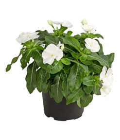 Catharanthe, Verschiedene Sorten -Günstig Gartenbedarf 8821837 PR FS 001 CatharanthusT12DehnerExpressHerzig