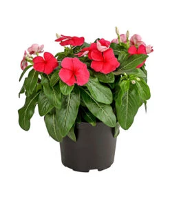 Catharanthe, Verschiedene Sorten -Günstig Gartenbedarf 8821837 PR FS 002 CatharanthusT12DehnerExpressHerzig