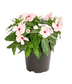 Catharanthe, Verschiedene Sorten -Günstig Gartenbedarf 8821837 PR FS 003 CatharanthusT12DehnerExpressHerzig