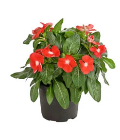 Catharanthe, Verschiedene Sorten -Günstig Gartenbedarf 8821837 PR FS 004 CatharanthusT12DehnerExpressHerzig