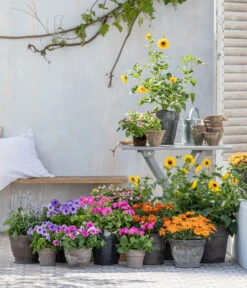 Bauernorchidee -Günstig Gartenbedarf 8823122 WE MO 001 HelianthusT14