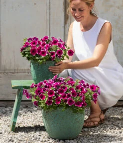 Hängepetunie 'Picotee' -Günstig Gartenbedarf 8824021 4273900 4273918 4273934 WE MO 001 HaengepetuniePicoteeT12 CrossSellTeaser