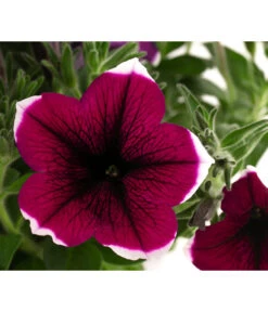 Hängepetunie 'Picotee' -Günstig Gartenbedarf 8824021 WE DE 003 HaengepetuniePICOTEET12