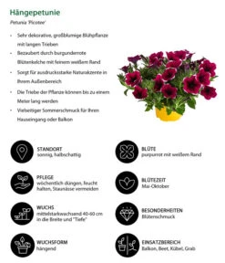 Hängepetunie 'Picotee' -Günstig Gartenbedarf 8824021 WE IG 001 Haengepetunie