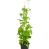 Echter Hopfen 2 Echter Hopfen -Günstig Gartenbedarf 8824245 PR FS 001 HumulusLupulusHopfenT13DehnerExpressHerzig