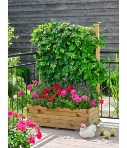 Echter Hopfen -Günstig Gartenbedarf 8824245 WE MO 002 HopfenHumulusLupulusT13 8813032GeraniestehendMixT12