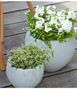 Levkoje, Verschiedene Sorten -Günstig Gartenbedarf 8826083 8823155 PR MO 001 LevkojeMatthiolaEuphorbiaDiamondFrostZauberschneeOlafSzcepaniak